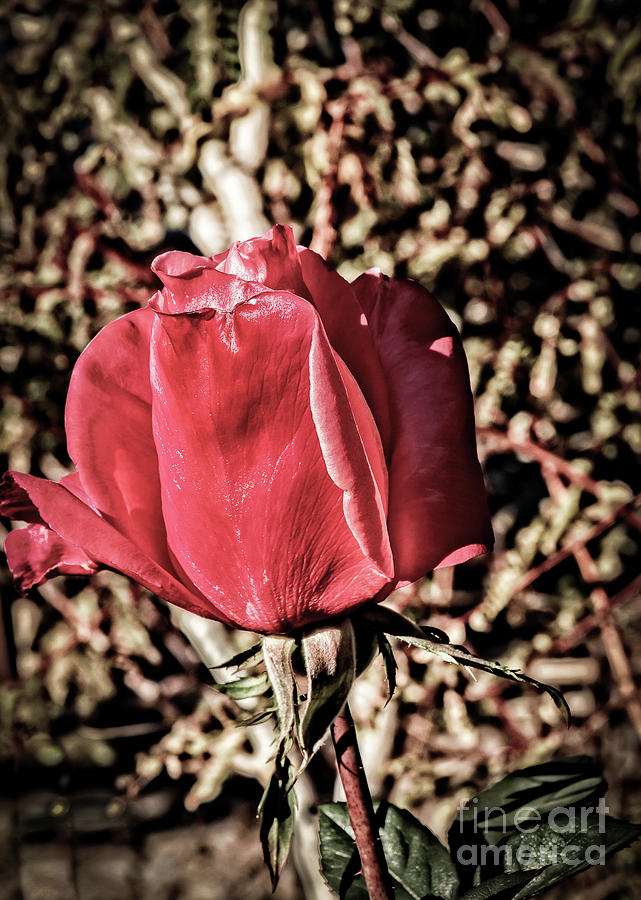 Vignetted Red Tulip Photograph by Robert Bales
