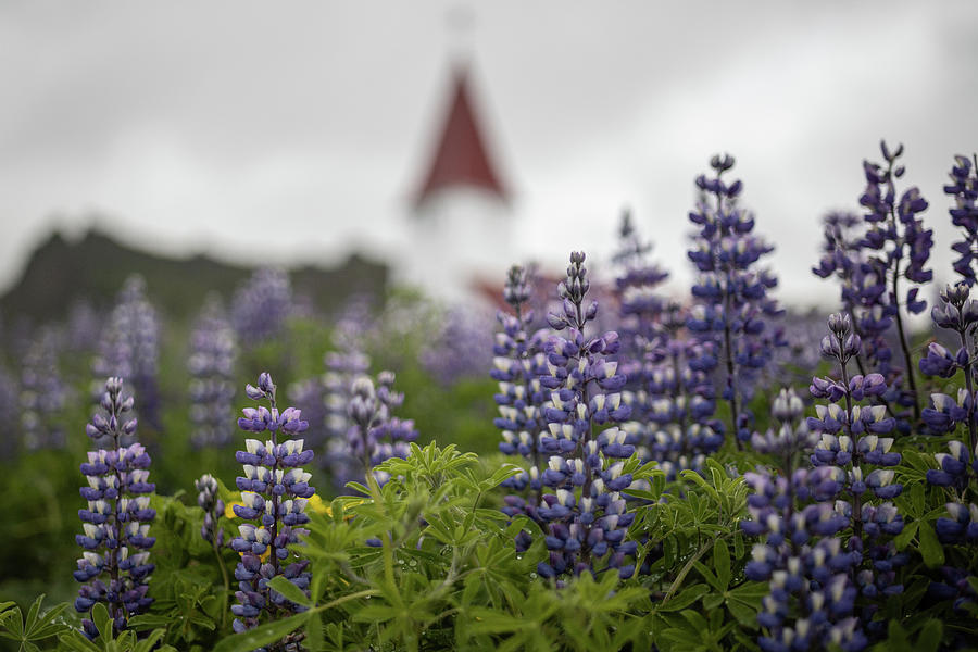 Vik Church in Iceland with Alaskan lupine Photograph by John McGraw
