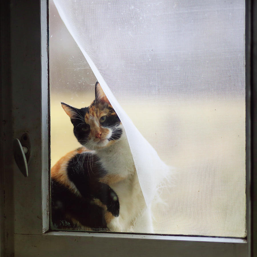 Cat Photograph - Village cat Musya. #1 by Anna Finist