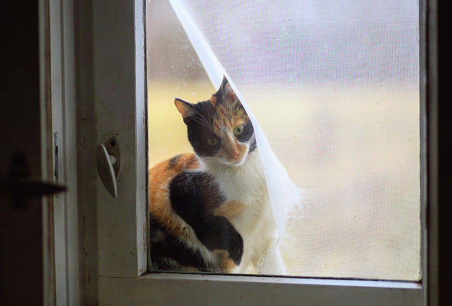 Cat Photograph - Village cat Musya. #2 by Anna Finist