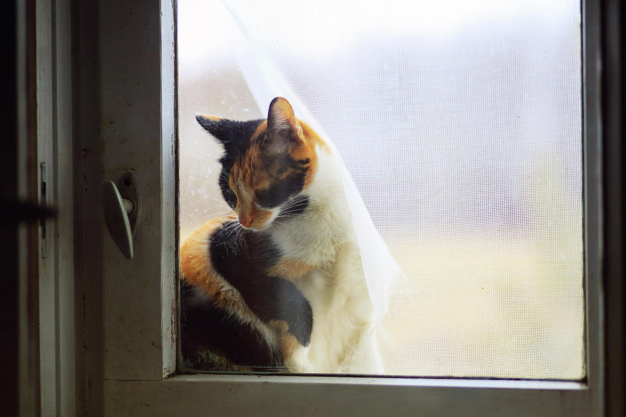 Cat Photograph - Village cat Musya. #3 by Anna Finist