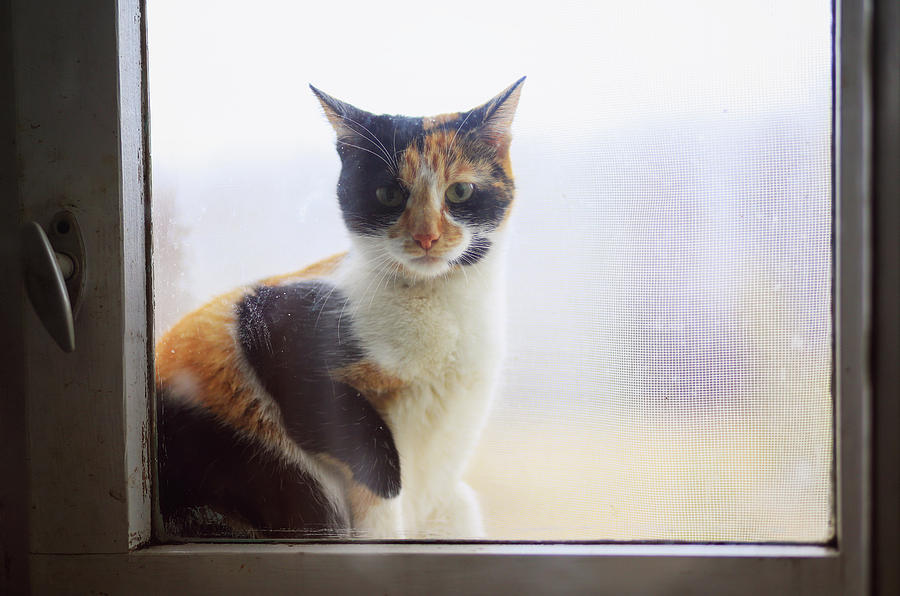 Cat Photograph - Village cat Musya. #4 by Anna Finist