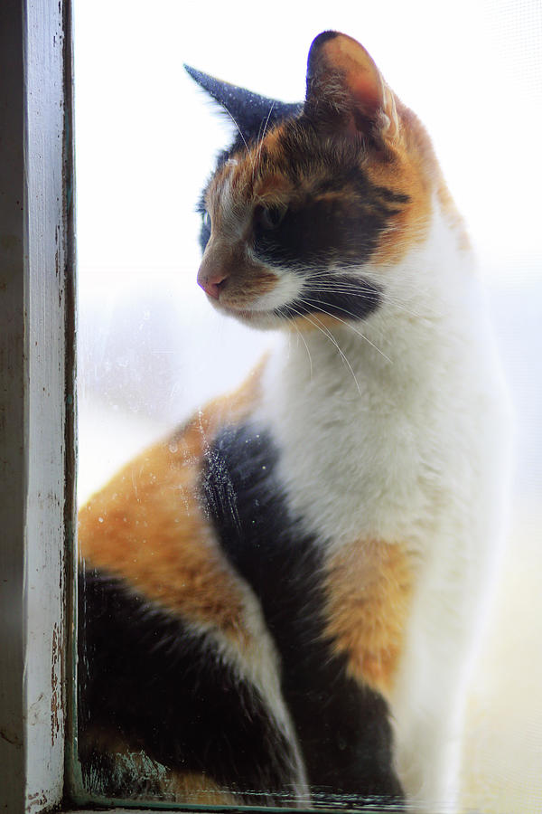 Cat Photograph - Village cat Musya. #5 by Anna Finist