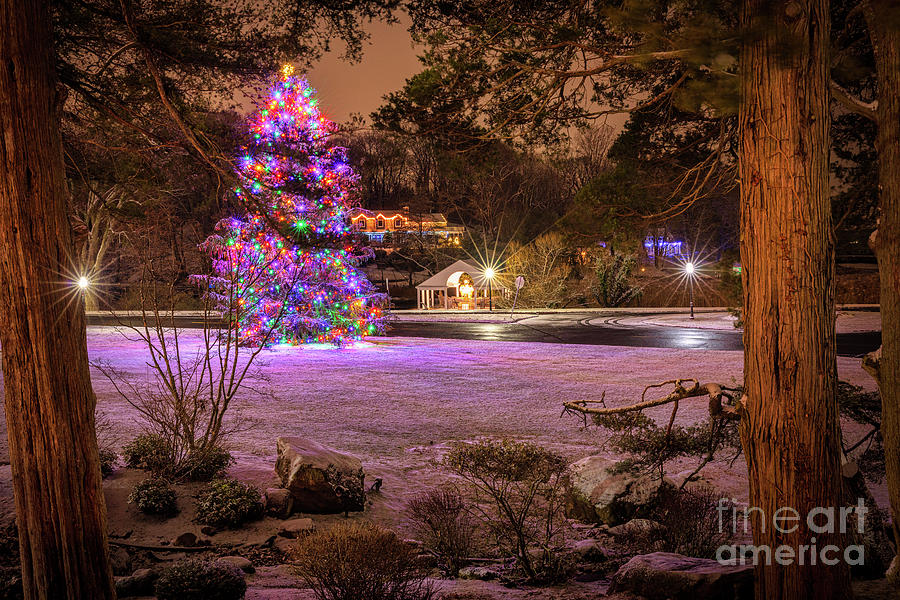 Village Christmas Tree Photograph by Sean Mills