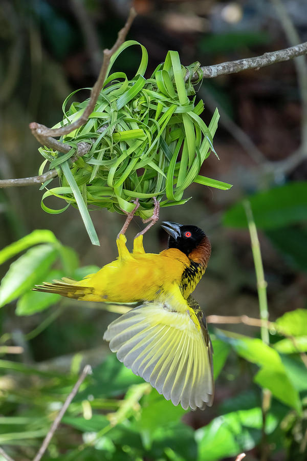 Village Weaver - 2023010717 Photograph by Mike Timmons - Pixels