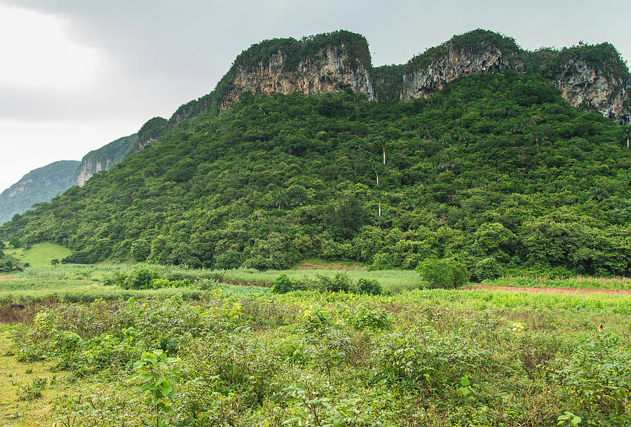 Vinales Valley eco protected area in Cuba Photograph by Merc67
