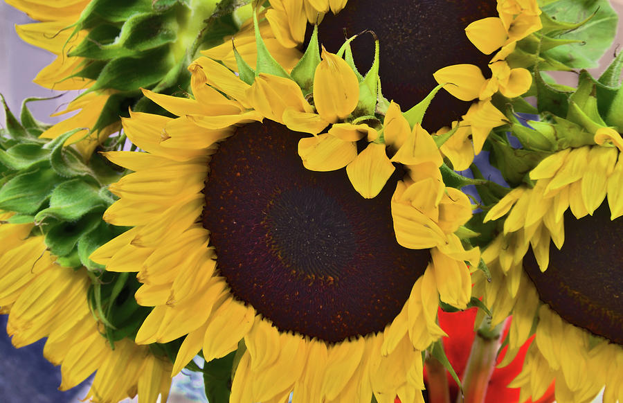Vincent Sunflowers  Photograph by Alexandras Photography