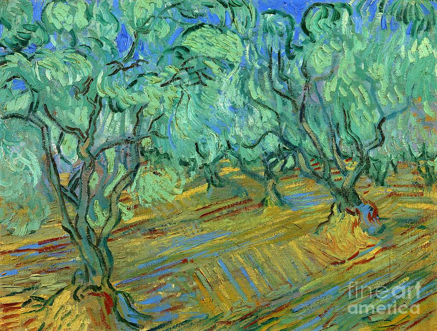 Vincent van Gogh  - Olive Grove Painting by Alexandra Arts