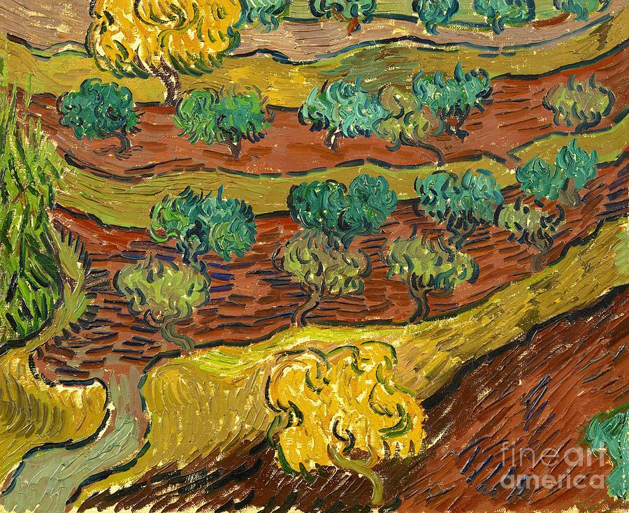 Vincent van Gogh - Olive trees on a hill Painting by Alexandra Arts