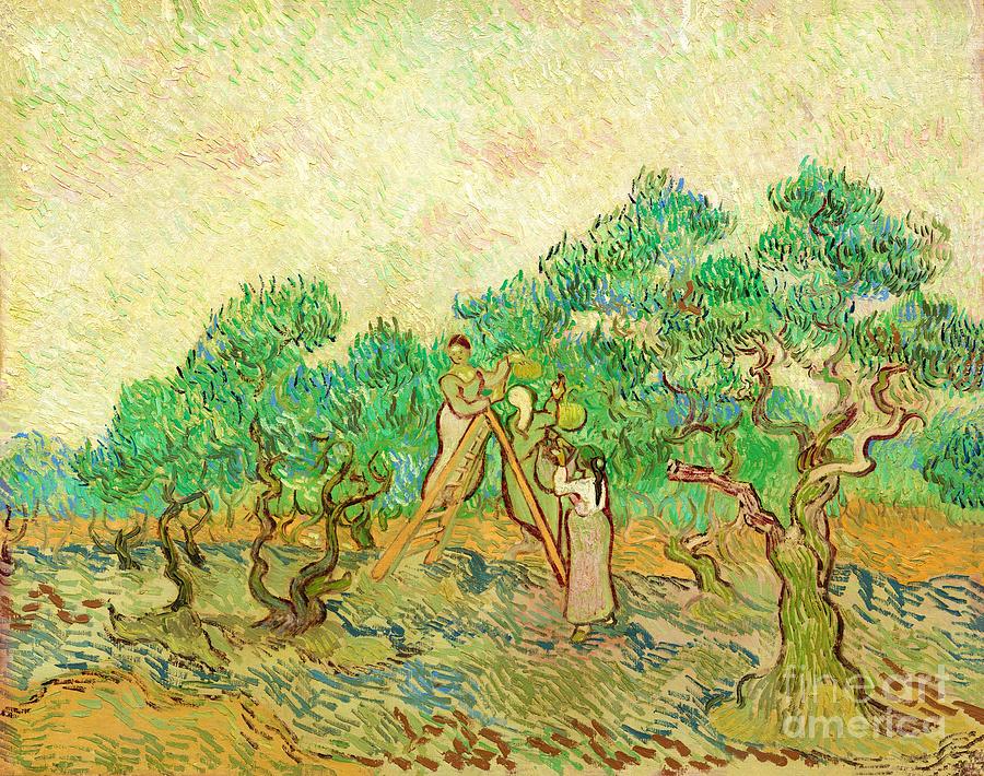 Vincent van Gogh - The Olive Orchard Painting by Alexandra Arts