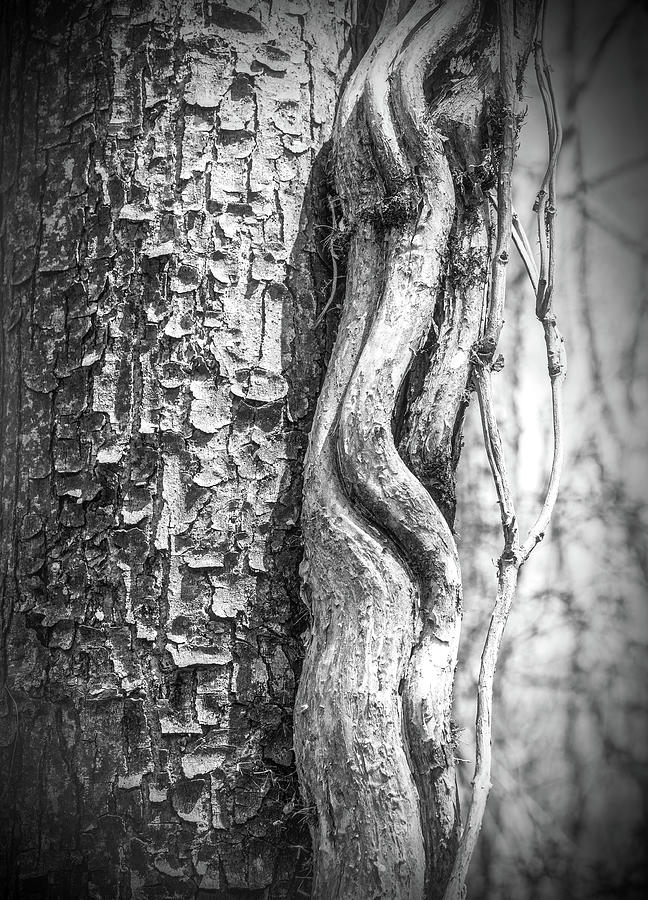 Vine Against a Tree Trunk Photograph by James C Richardson