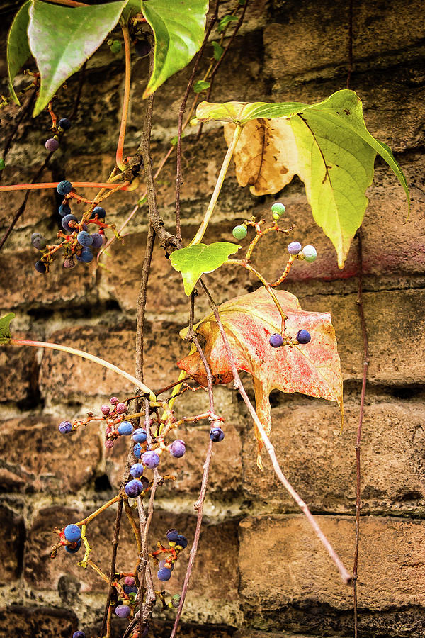 Vine and berries on brick wall Photograph by Craig A Walker