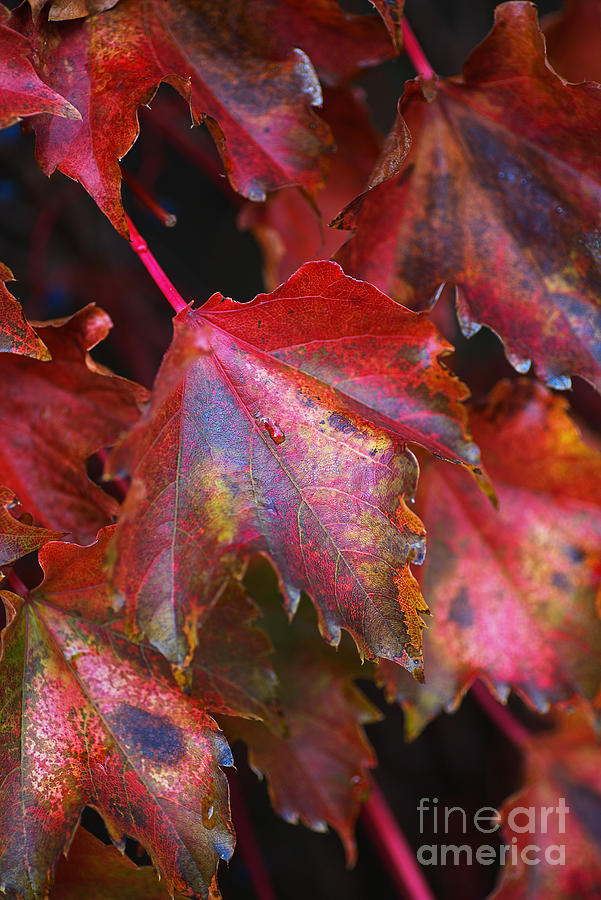 Vine Autumn Leaves Photograph by Joy Watson
