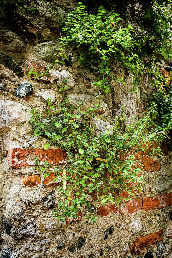Vine covered stone wall Photograph by Craig A Walker