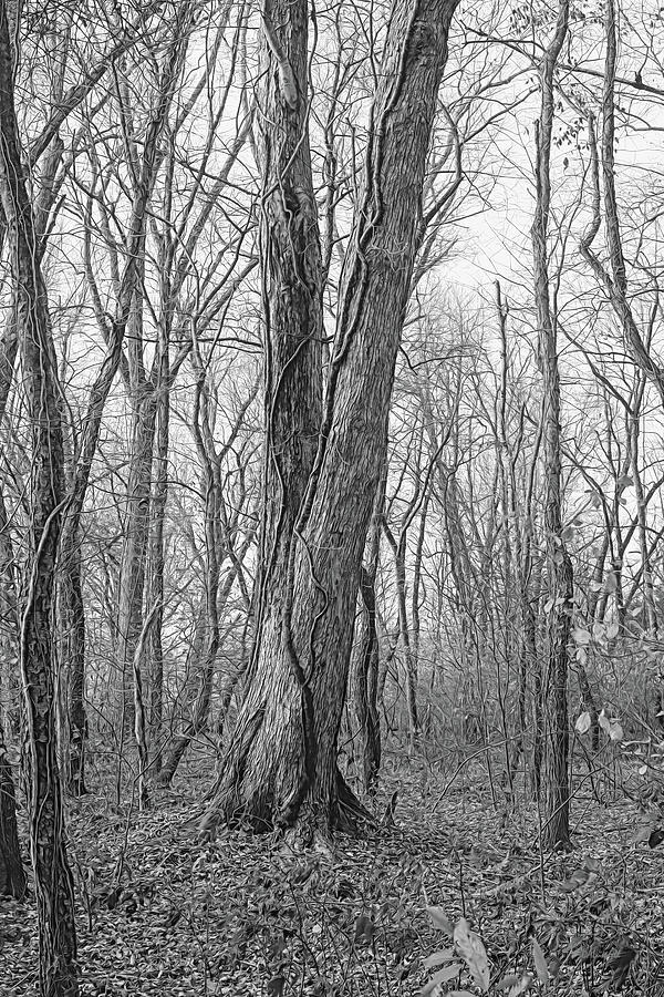 Vine-Covered Tree Monochrome Digital Art by Dennis Lundell
