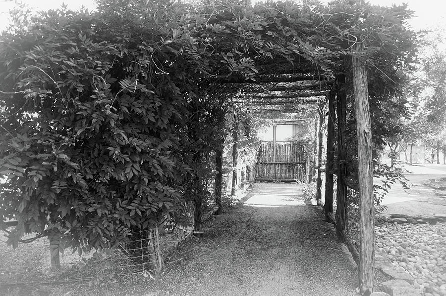 Vine Covered Walkway in Black and White Photograph by James C Richardson