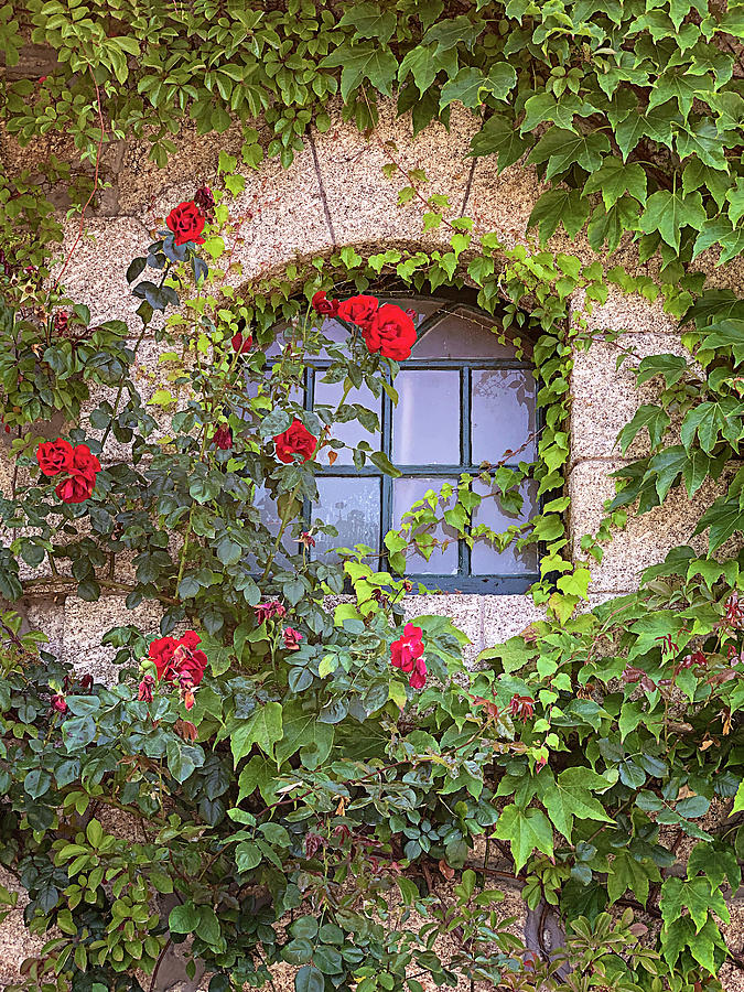 Vine Covered Window Photograph