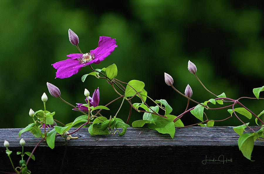 Flower Photograph - Vine, Flowers and Buds by Linda Lee Hall