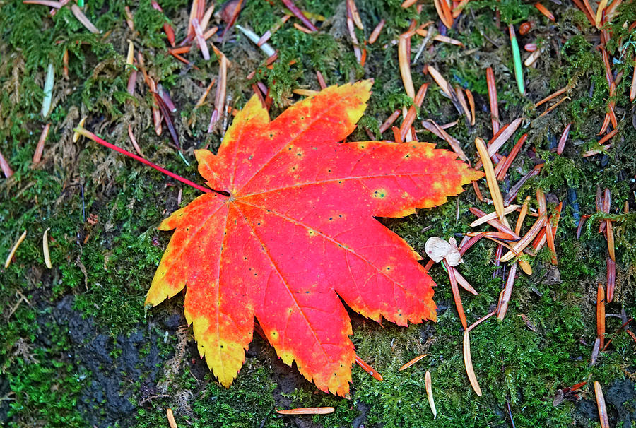 Vine Maple Photograph by Buddy Mays - Fine Art America