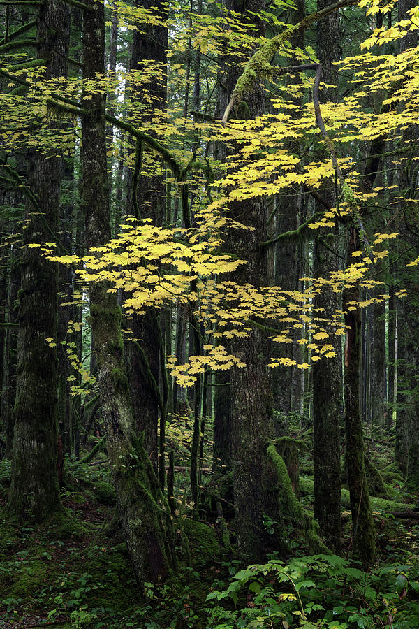 Vine Maple Fall Leaves in the Forest at Rolley Lake Photograph by Michael Russell