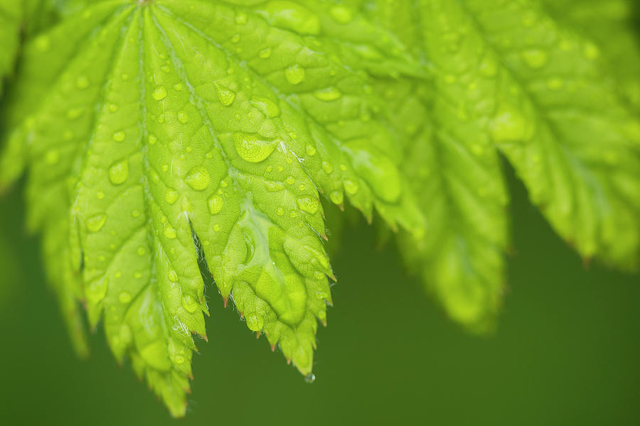 Vine Maple Leaves in the Rain Photograph by Robert Potts