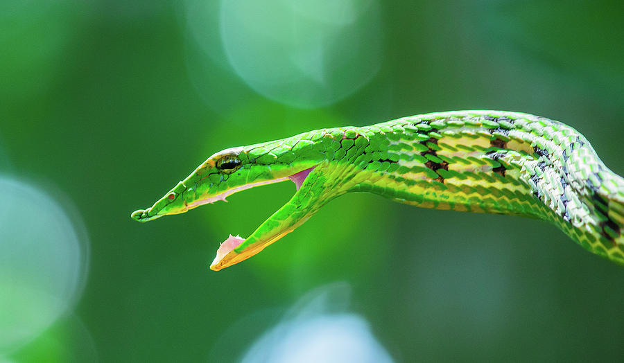 Vine Snake Photograph By Amlan Mitra - Fine Art America