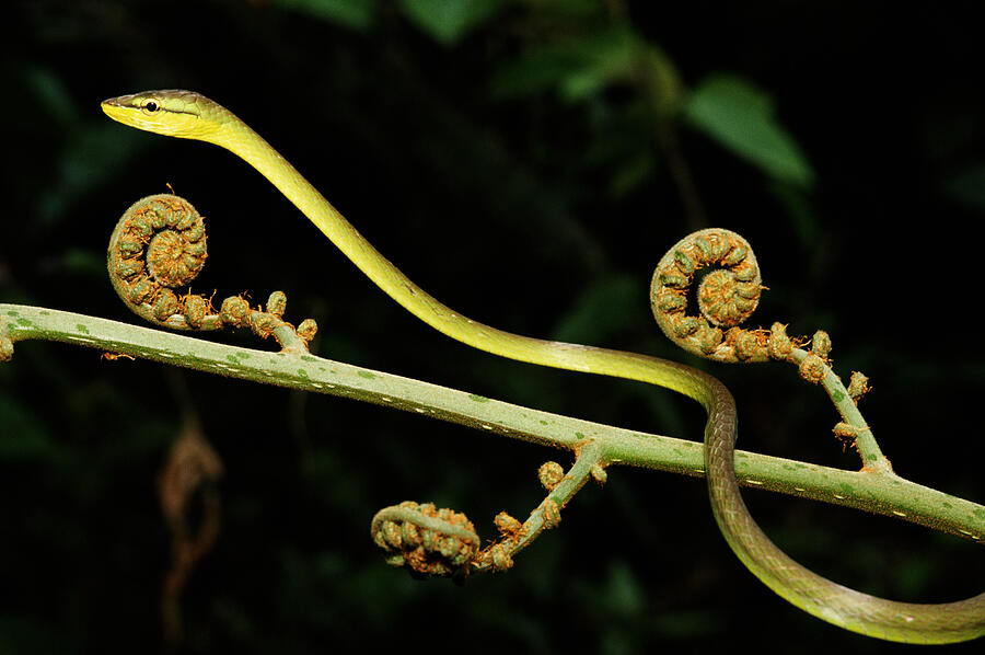 Vine Snake In Costa Rica Photograph by Margarette Mead