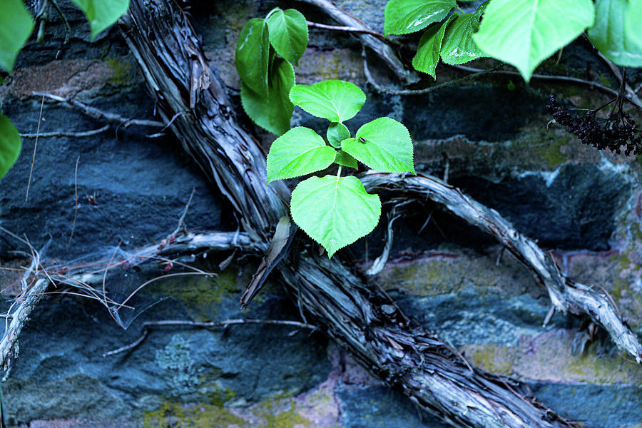 Vines Photograph by Amelia Pearn