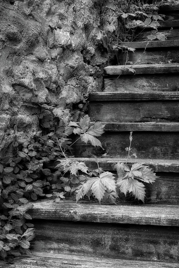 Vines and Stairs in BW Photograph by James Barber