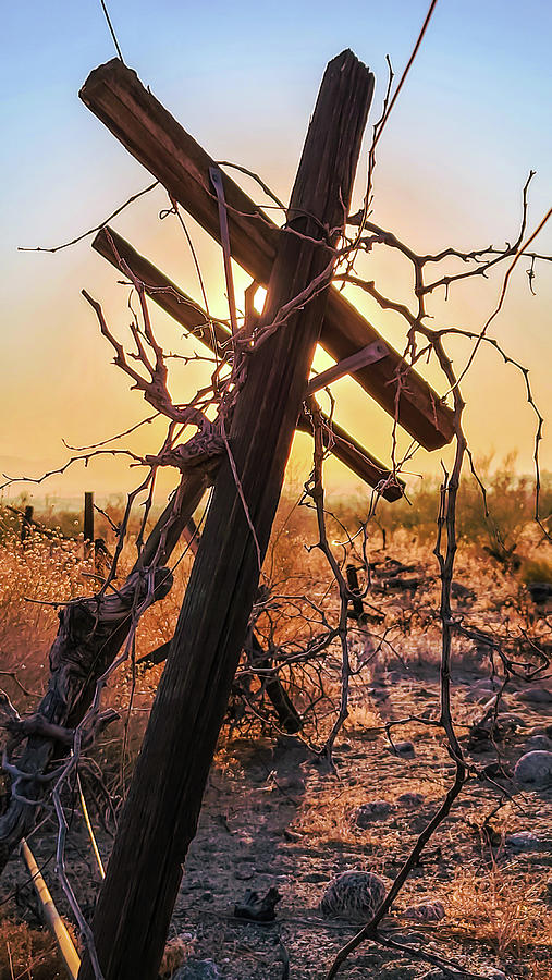 Vines Dying on The Cross Photograph by Chris Casas