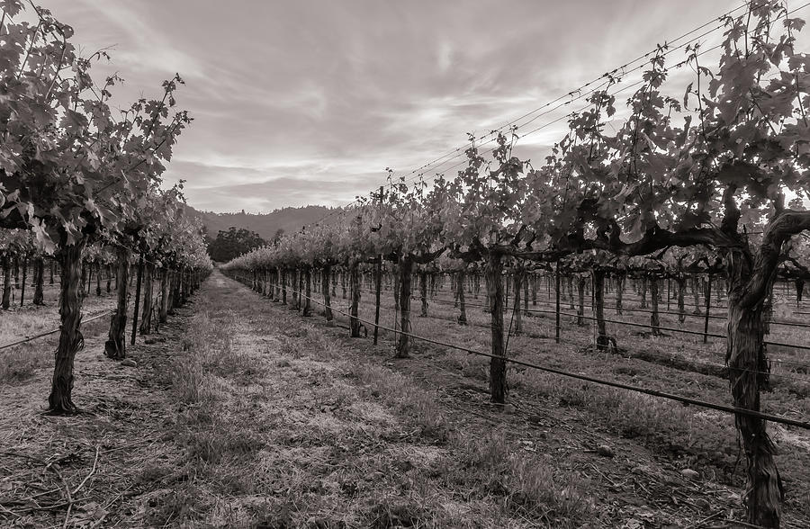 Vines Photograph by Jonathan Nguyen