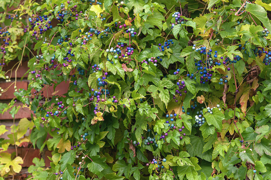 Vines of Porcelain Berries Photograph by Jenny Rainbow