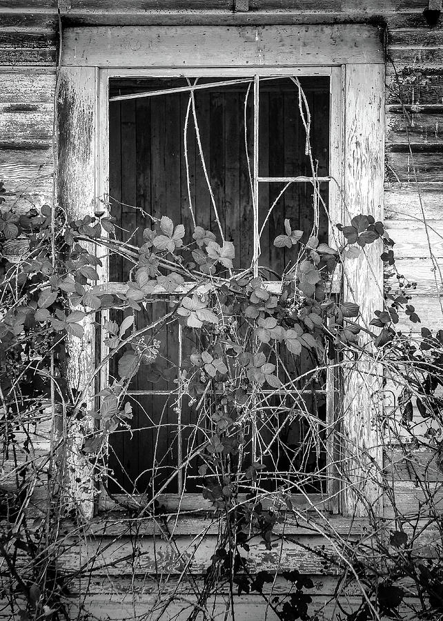 Vines over Old Farm House Photograph by Mike Fusaro