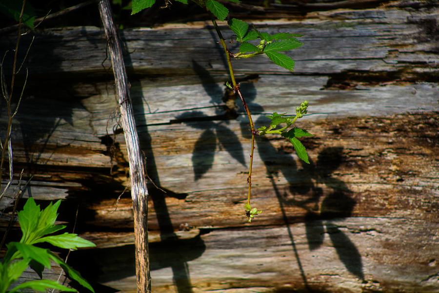 Vines, Shadows, and Old Wood Photograph by Christopher Reed