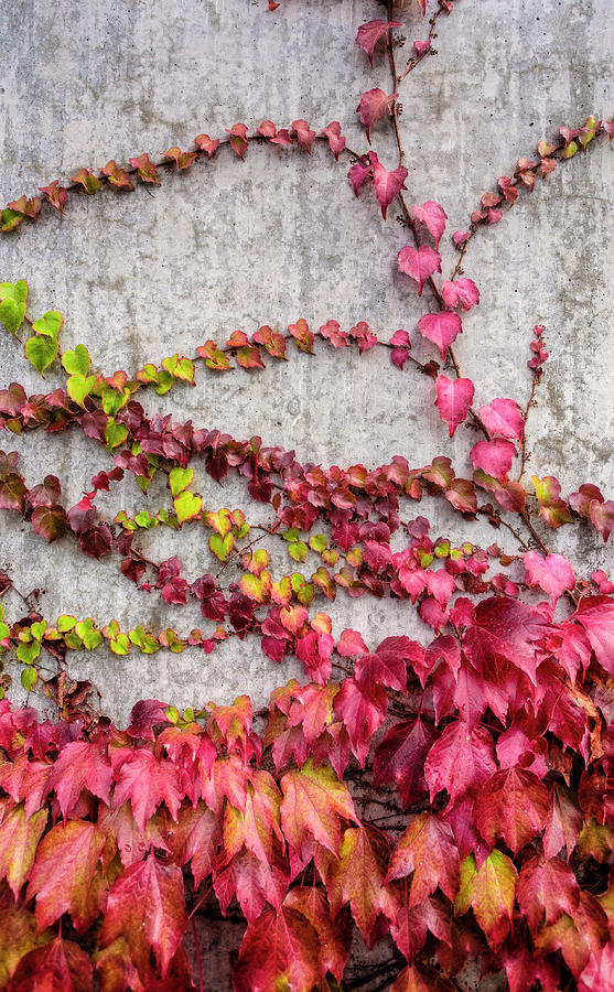 Vines Photograph by Tommy Farnsworth