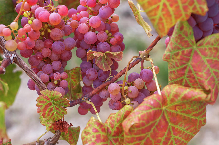 Vines with Ripe Red Grapes Photograph by Jenny Rainbow