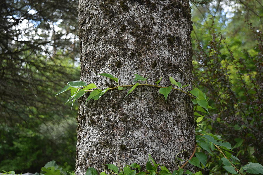 Vines Wrapped Around A Tree In Vermont Photograph By Blake William