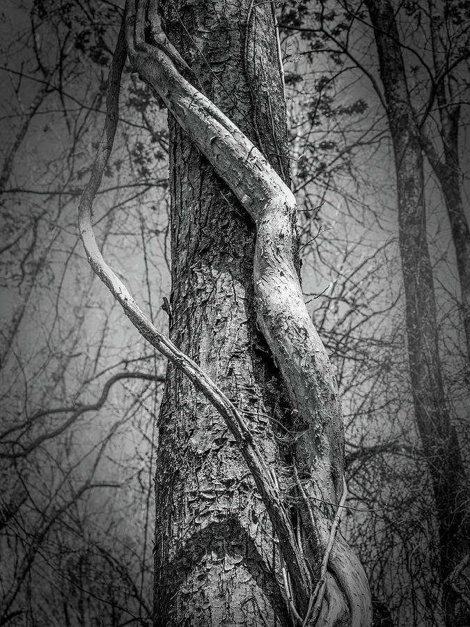 Viney Tree Trunk Photograph by James C Richardson