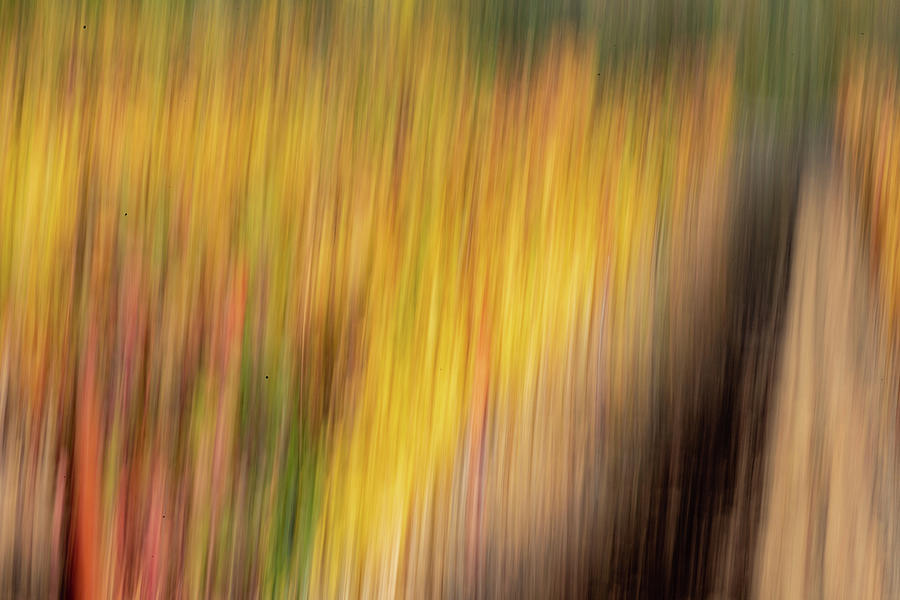 Fall Photograph - Vineyard Abstract by Bill Gallagher