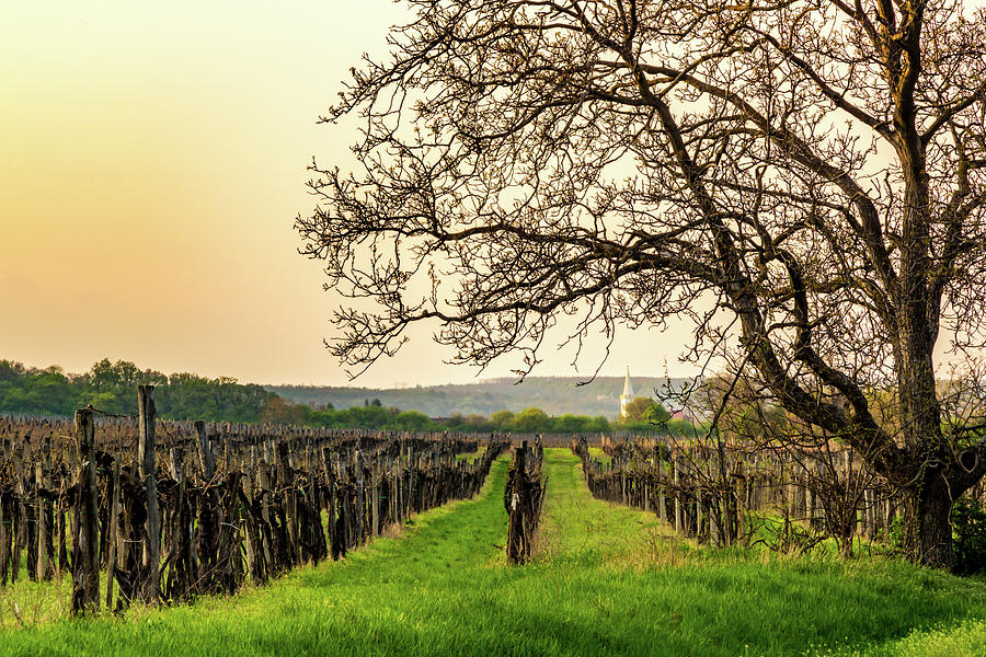 Vineyard at sunset in early spring Photograph by Viktor Wallon-Hars