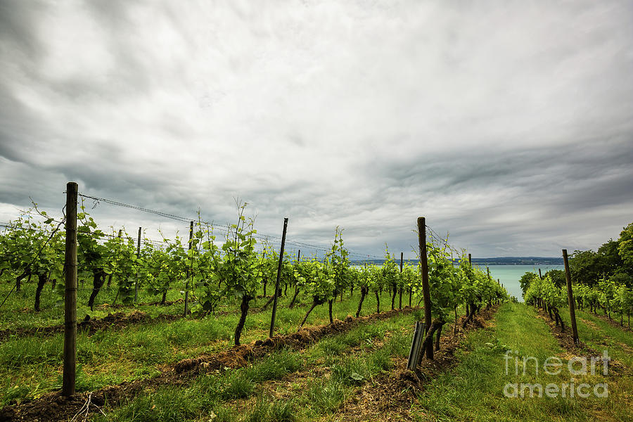Nature Photograph - Vineyard at the Lake of Constance by Eva Lechner