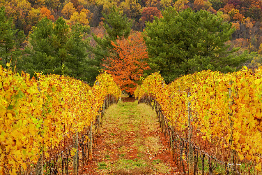 Vineyard Autumn Photograph by Dale R Carlson