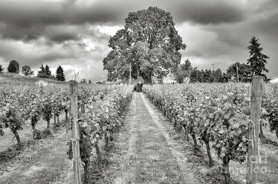 Vineyard - Black And White Photograph by Jack Andreasen - Pixels