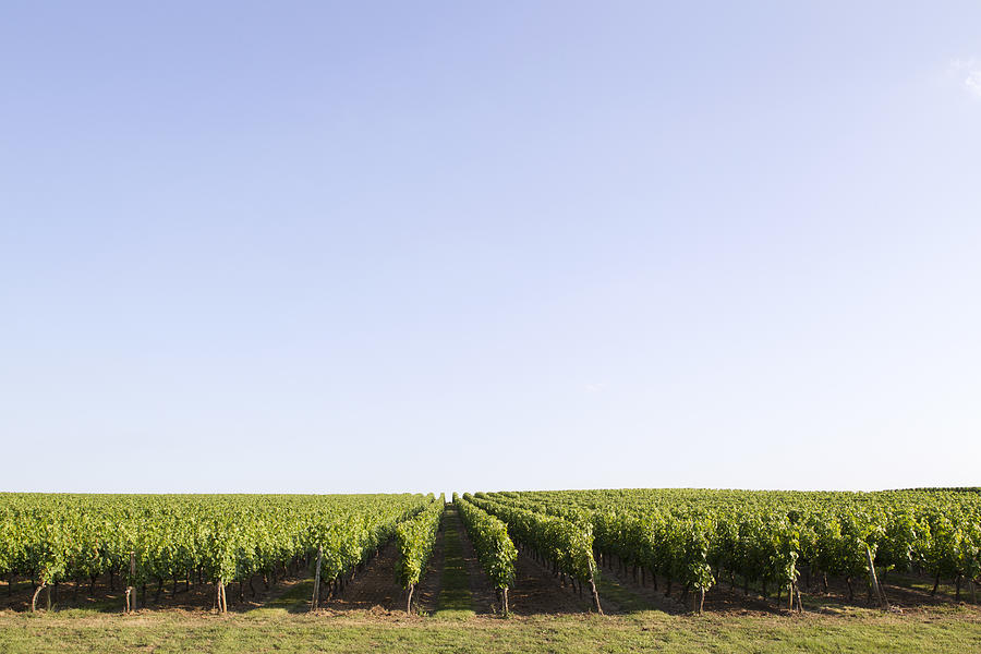 Vineyard, Bordeaux, France Photograph by PhotoAlto/Isabelle Rozenbaum