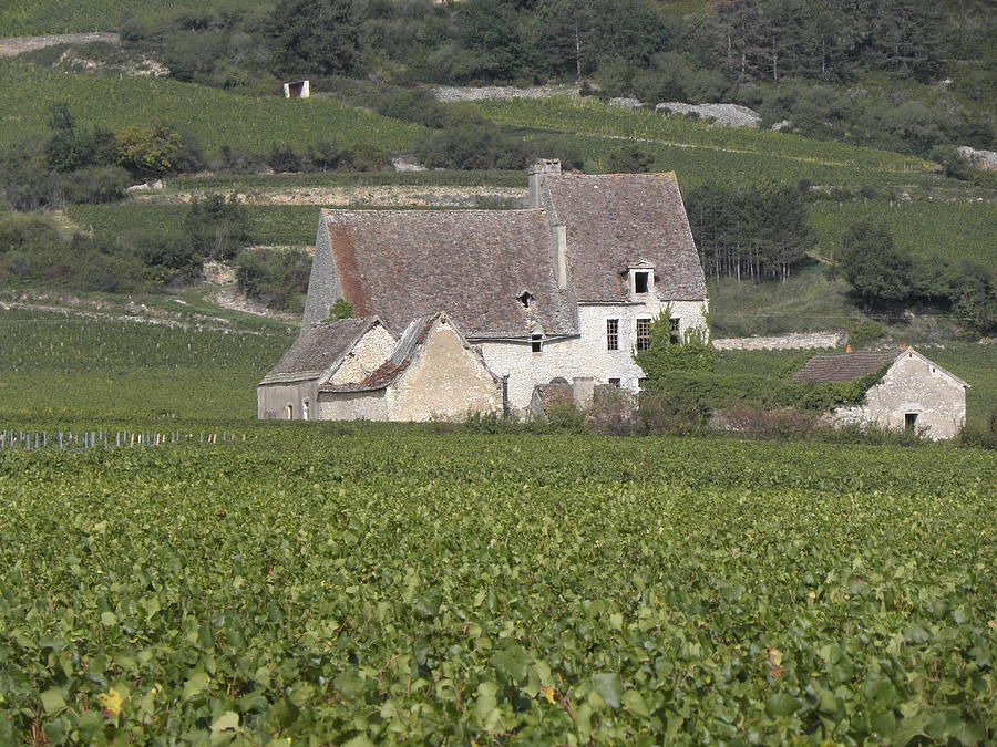 Vineyard Chateau Photograph by Denise Benson