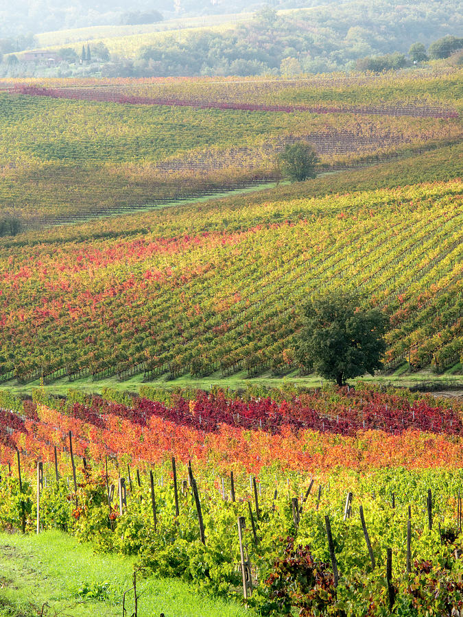 Vineyard Colors Photograph by Eggers Photography