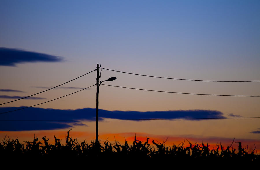 Vineyard field at dawn Photograph by Imv