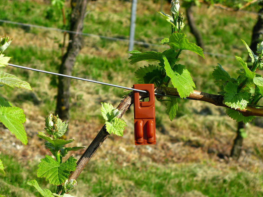 Vineyard Photograph by Fotolinchen