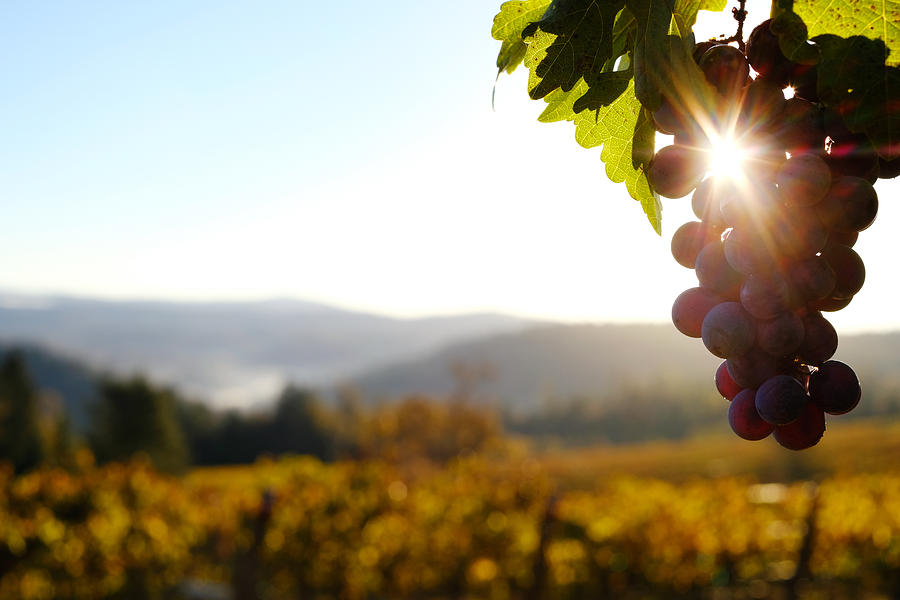 Vineyard Grapes at Dawn Photograph by Donald_gruener