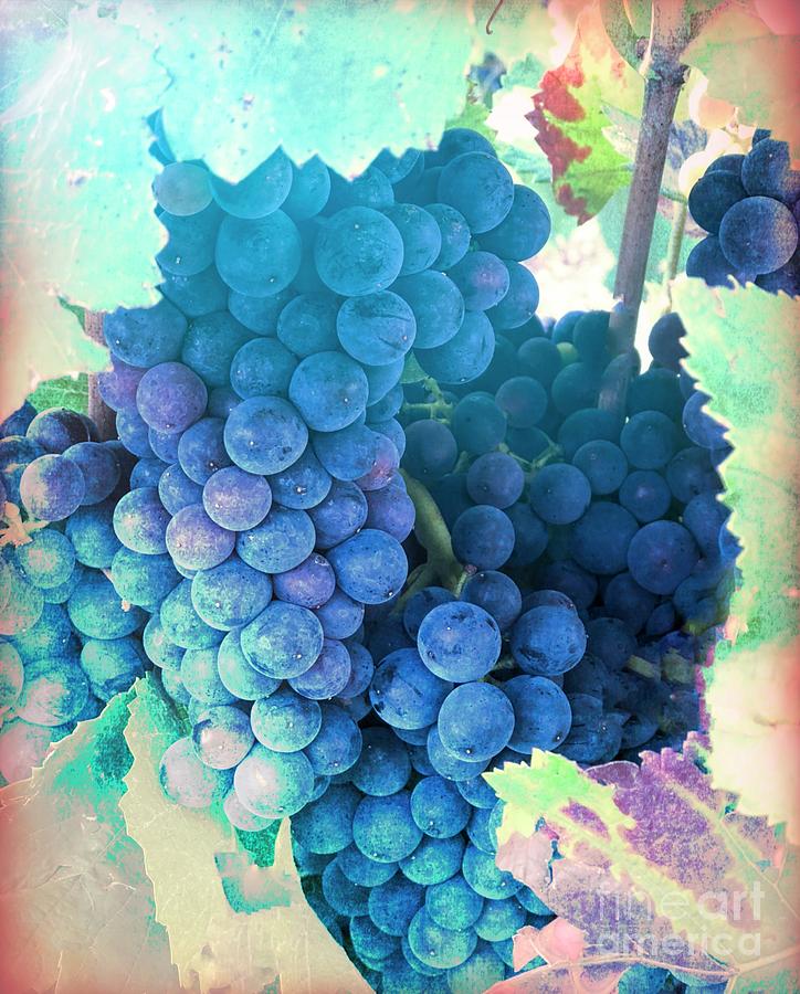 Vineyard Grapes Photograph by Luther Fine Art